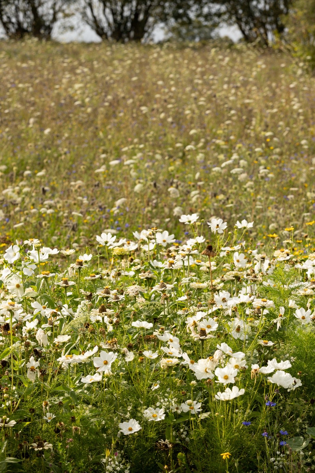 Prairie fleurie et 4 hectares de nature